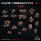 
18pc Agave Fourcroydes