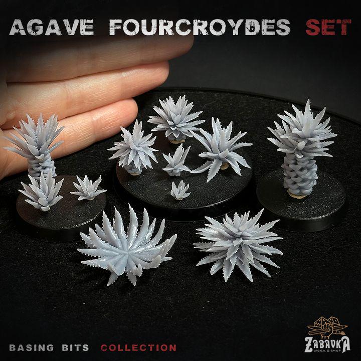 
18pc Agave Fourcroydes