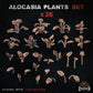 
26pc Alocasia Plants Basing Bits (Plants) 28mm/32mm Scale Scatter Terrain Basing Materials Tropical Jungle Adventure Flora Scenery Elements