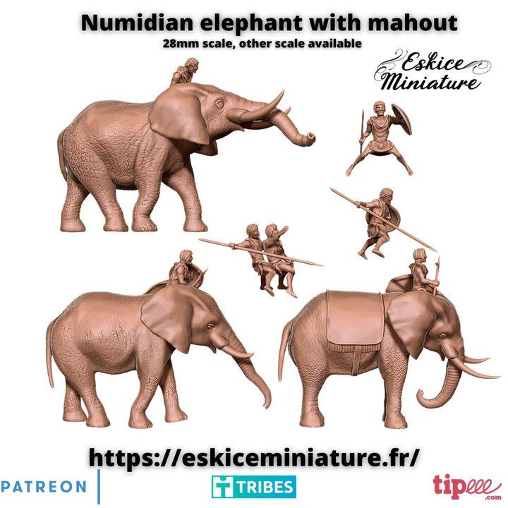 
Numidian elephant miniature photo 3