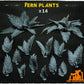 
14 piece fern plants miniature